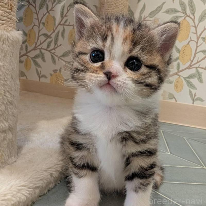 販売中の兵庫県のマンチカン-137979の2枚目