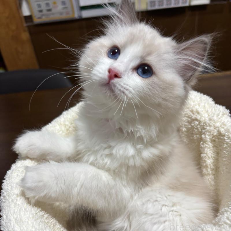 販売中の東京都のラグドール-137980の5枚目