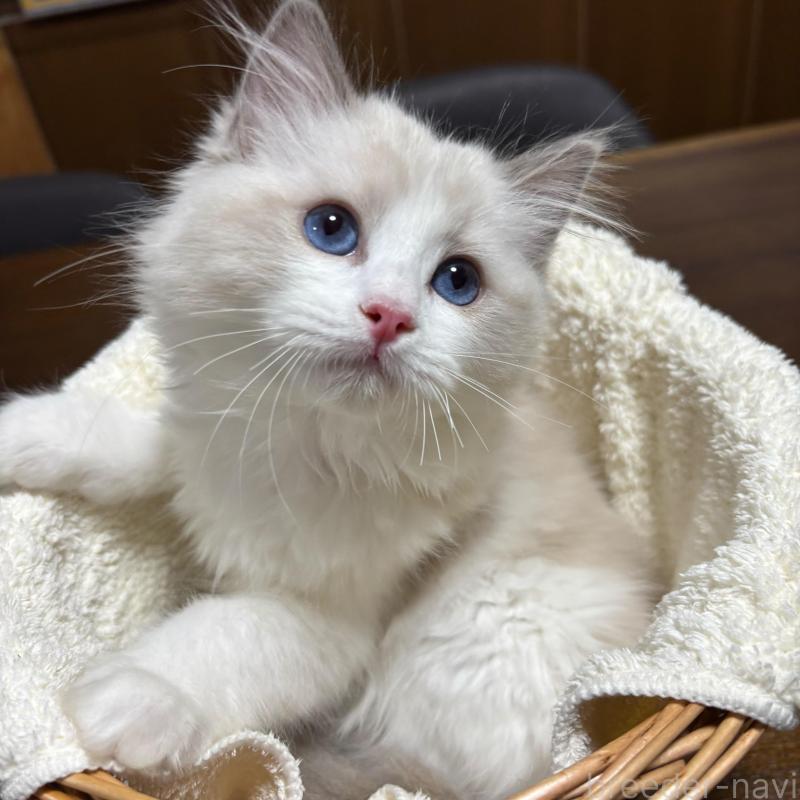 販売中の東京都のラグドール-137980の1枚目