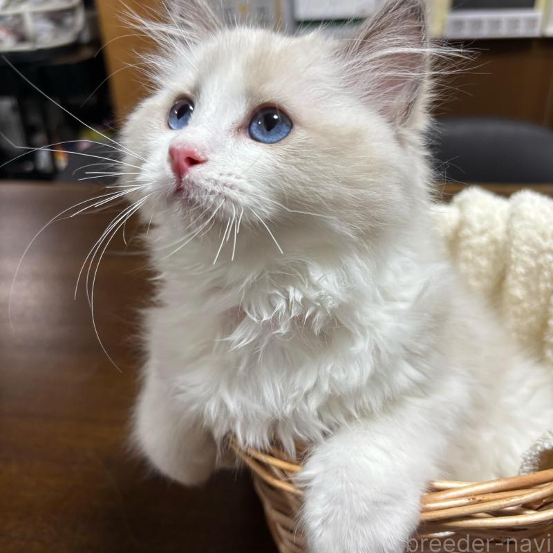 販売中の東京都のラグドール-137980の4枚目