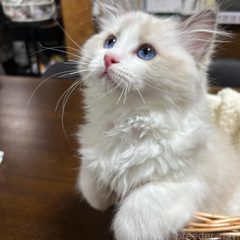 販売中の東京都のラグドール-137980の3枚目