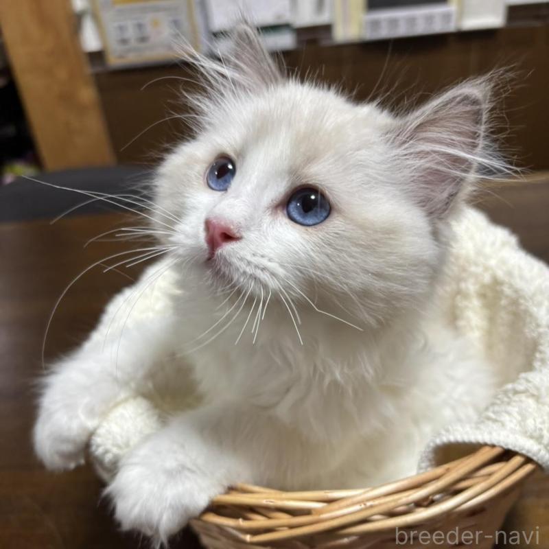 販売中の東京都のラグドール-137980の2枚目