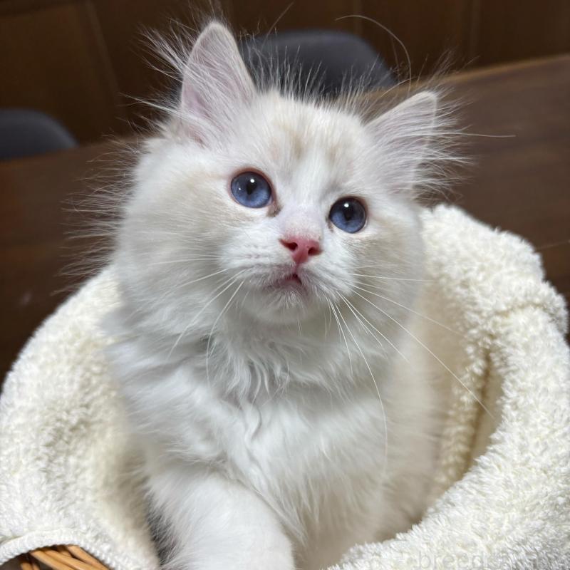 販売中の東京都のラグドール-137981の5枚目