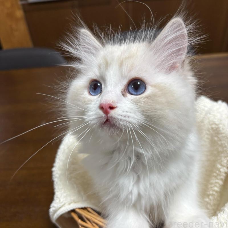 販売中の東京都のラグドール-137981の4枚目