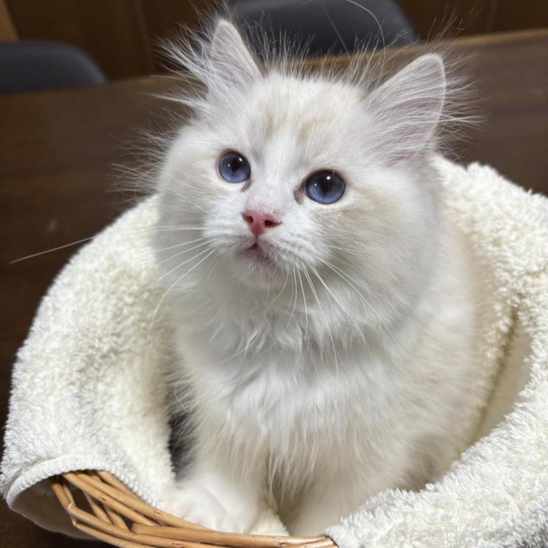 販売中の東京都のラグドール-137981の3枚目