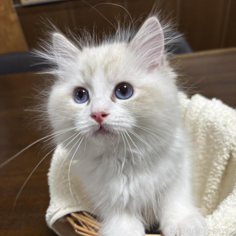 販売中の東京都のラグドール-137981の2枚目