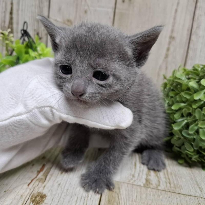 販売中の千葉県のロシアンブルー-137982