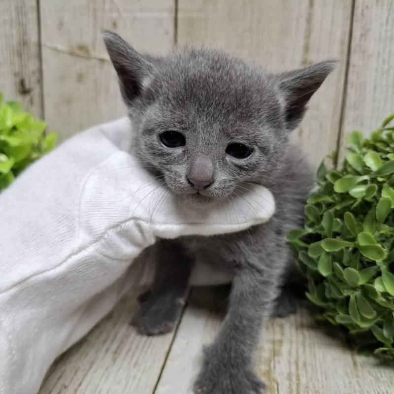 販売中の千葉県のロシアンブルー-137982の10枚目