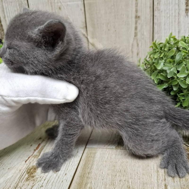 販売中の千葉県のロシアンブルー-137982の9枚目