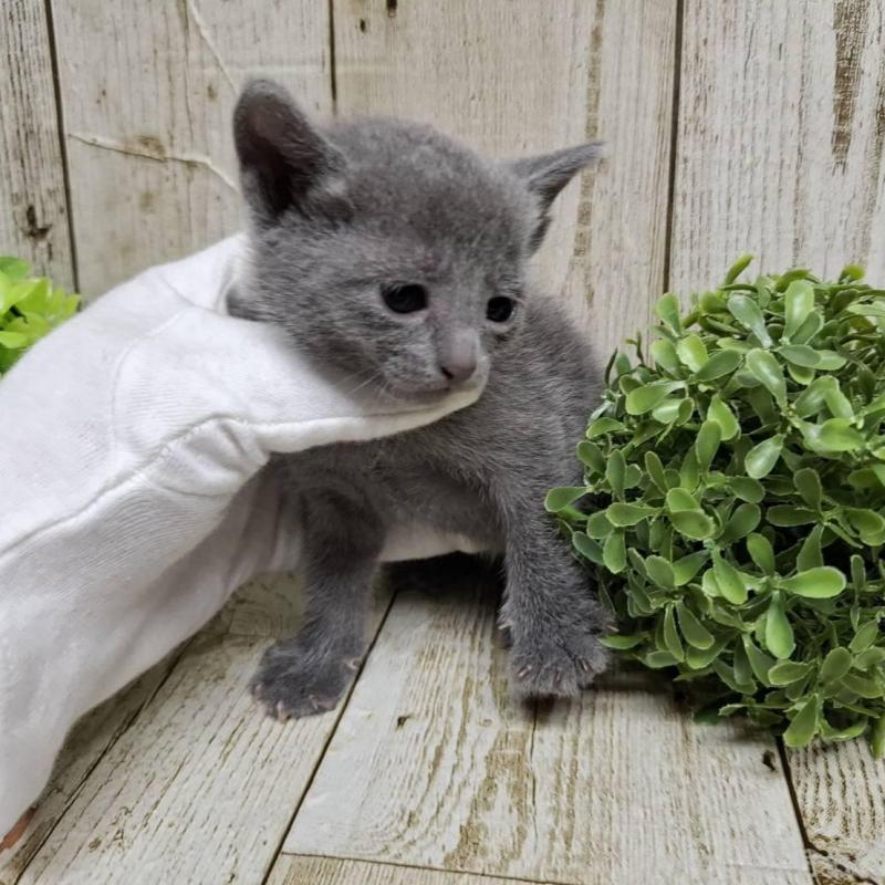 販売中の千葉県のロシアンブルー-137982の8枚目