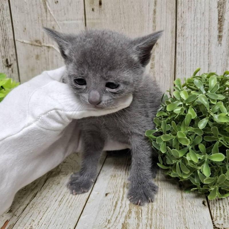 販売中の千葉県のロシアンブルー-137982の7枚目