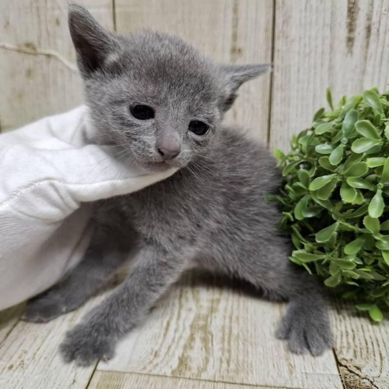 販売中の千葉県のロシアンブルー-137982の6枚目