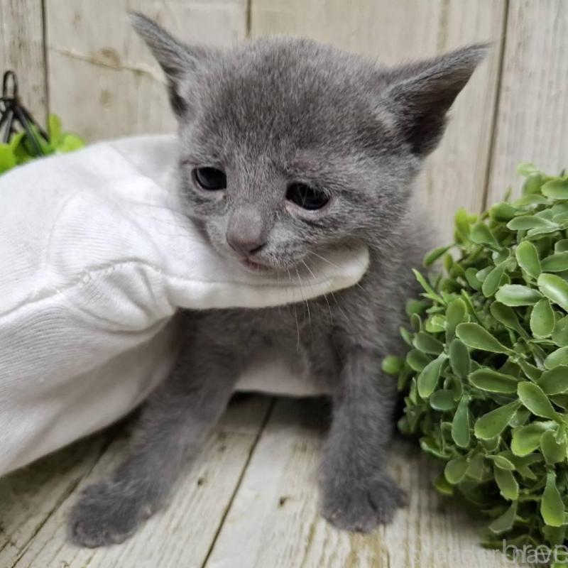 販売中の千葉県のロシアンブルー-137982の5枚目