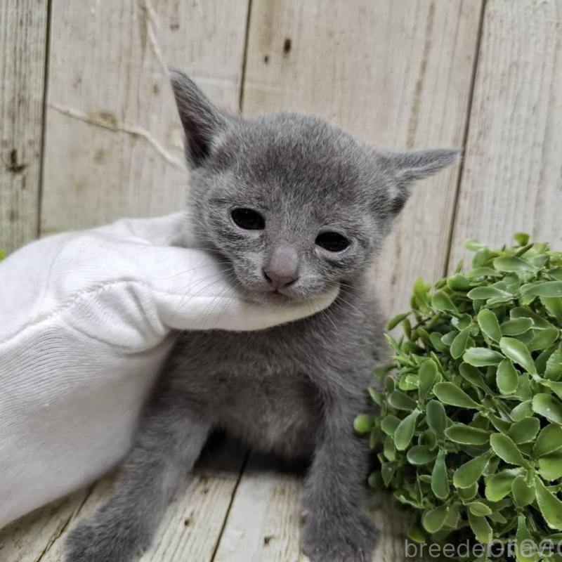 販売中の千葉県のロシアンブルー-137982の3枚目