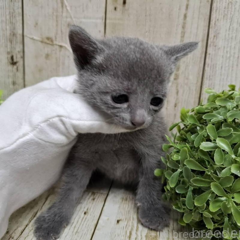 販売中の千葉県のロシアンブルー-137982の2枚目