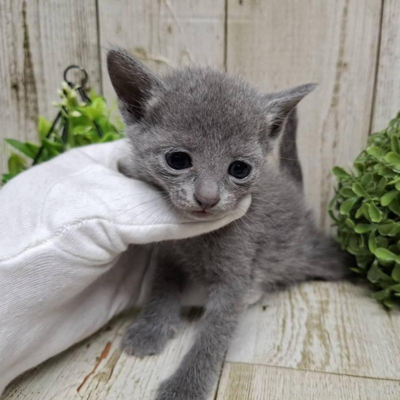 販売中の千葉県のロシアンブルー-137983の10枚目