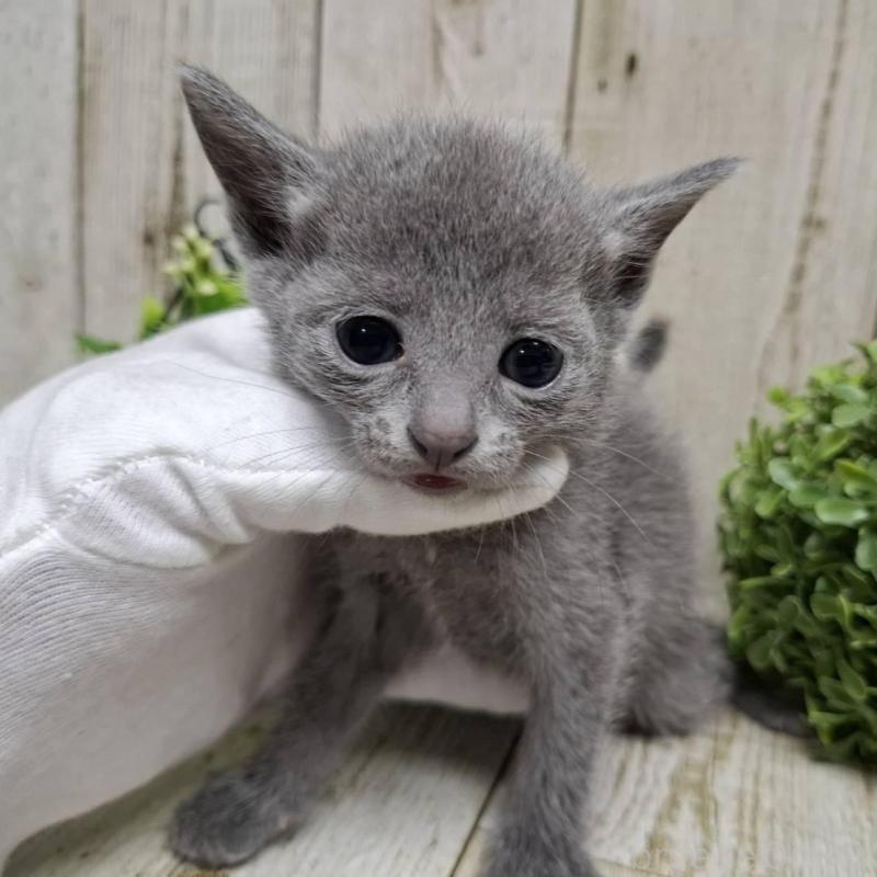 販売中の千葉県のロシアンブルー-137983の9枚目