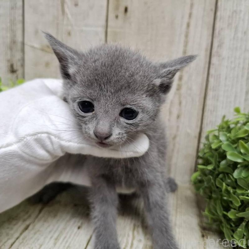 販売中の千葉県のロシアンブルー-137983の8枚目