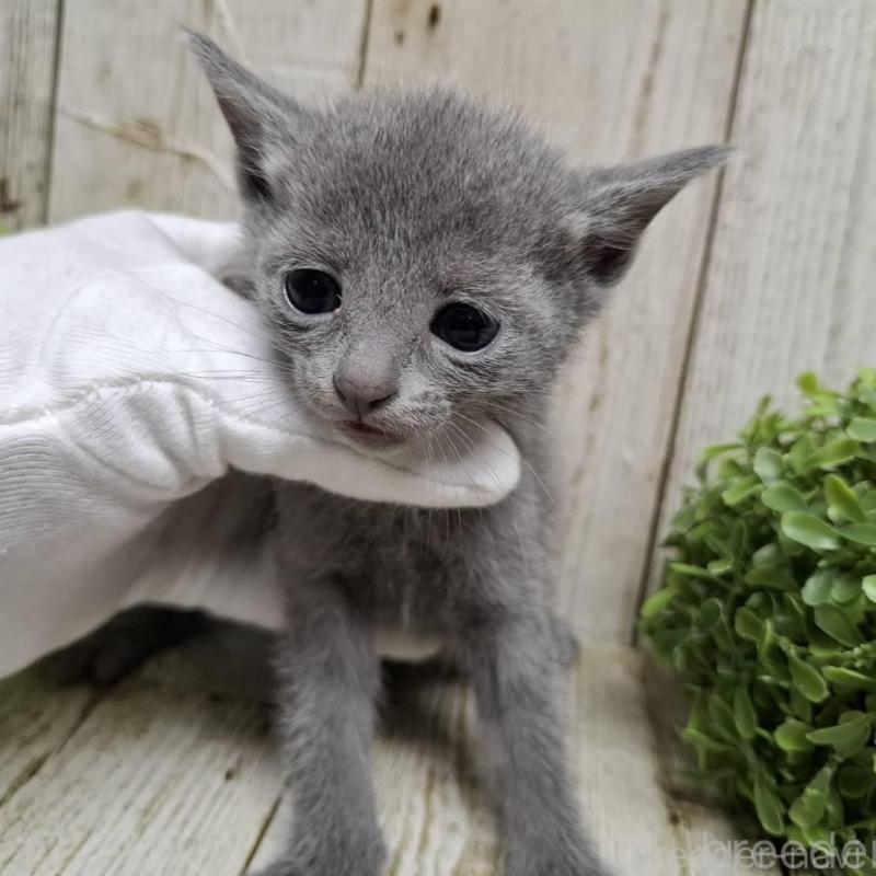 販売中の千葉県のロシアンブルー-137983の7枚目