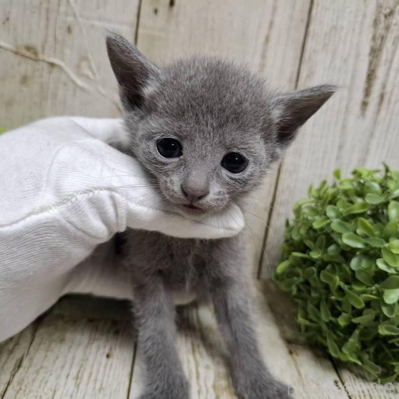 販売中の千葉県のロシアンブルー-137983の6枚目