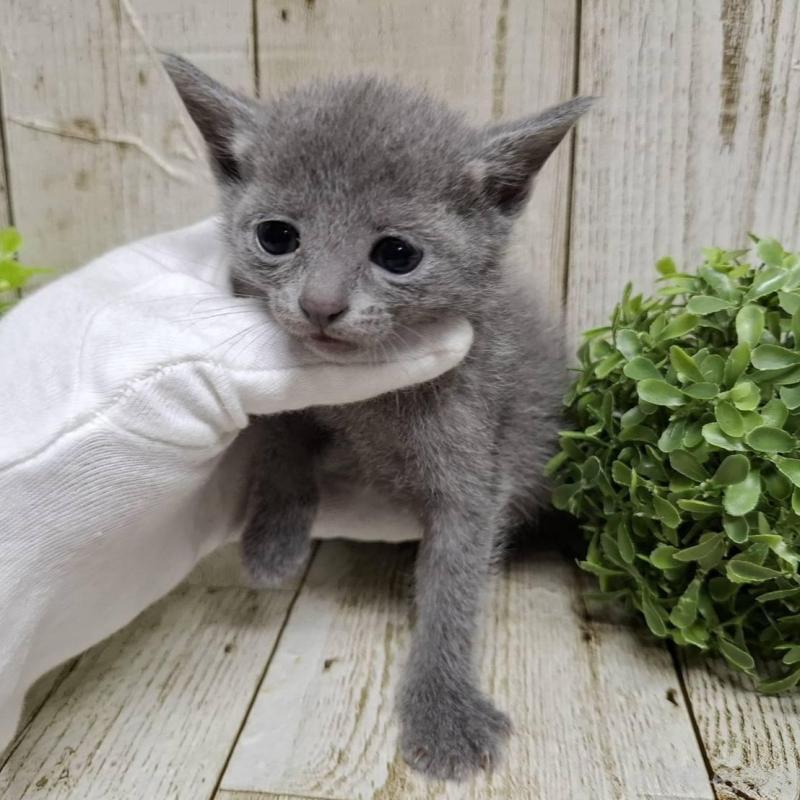 販売中の千葉県のロシアンブルー-137983の5枚目