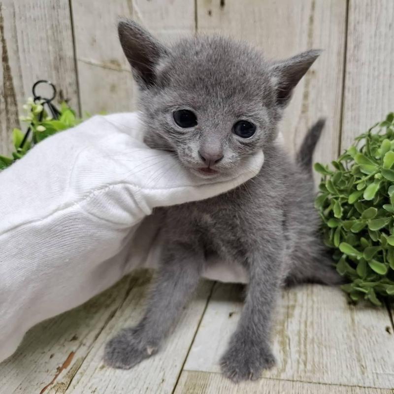 販売中の千葉県のロシアンブルー-137983の4枚目