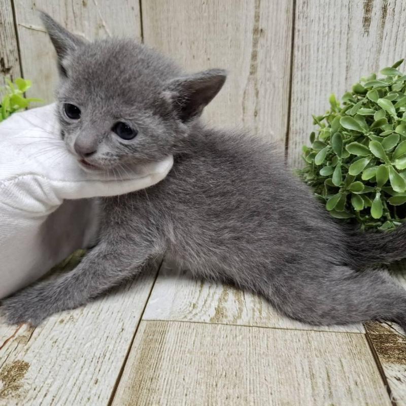 販売中の千葉県のロシアンブルー-137983の3枚目