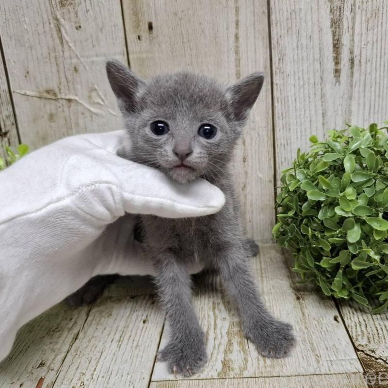 販売中の千葉県のロシアンブルー-137983の2枚目