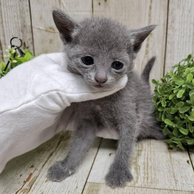 販売中の千葉県のロシアンブルー-137983の1枚目