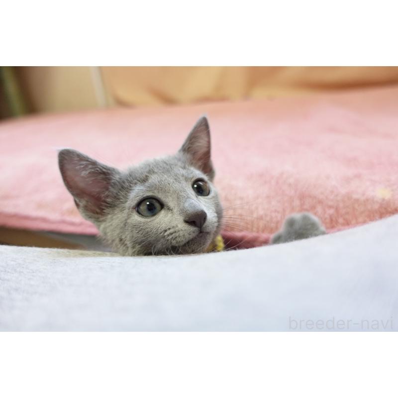 販売中の埼玉県のロシアンブルー-137524