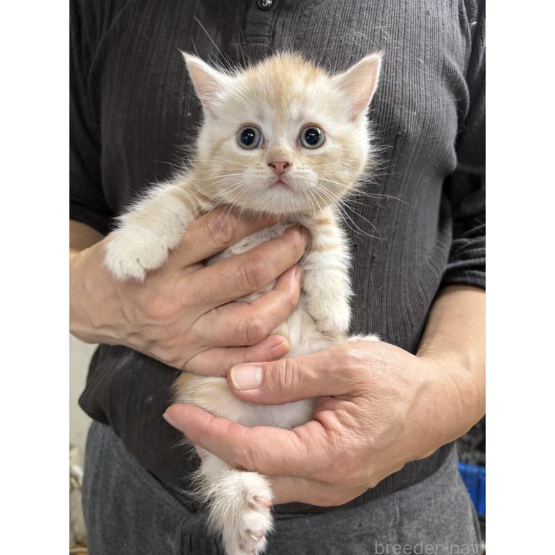 販売中の兵庫県のマンチカン(短足)-137984の1枚目