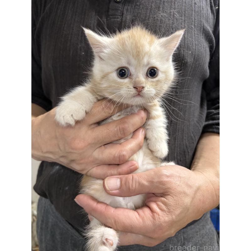 販売中の兵庫県のマンチカン(短足)-137984の4枚目