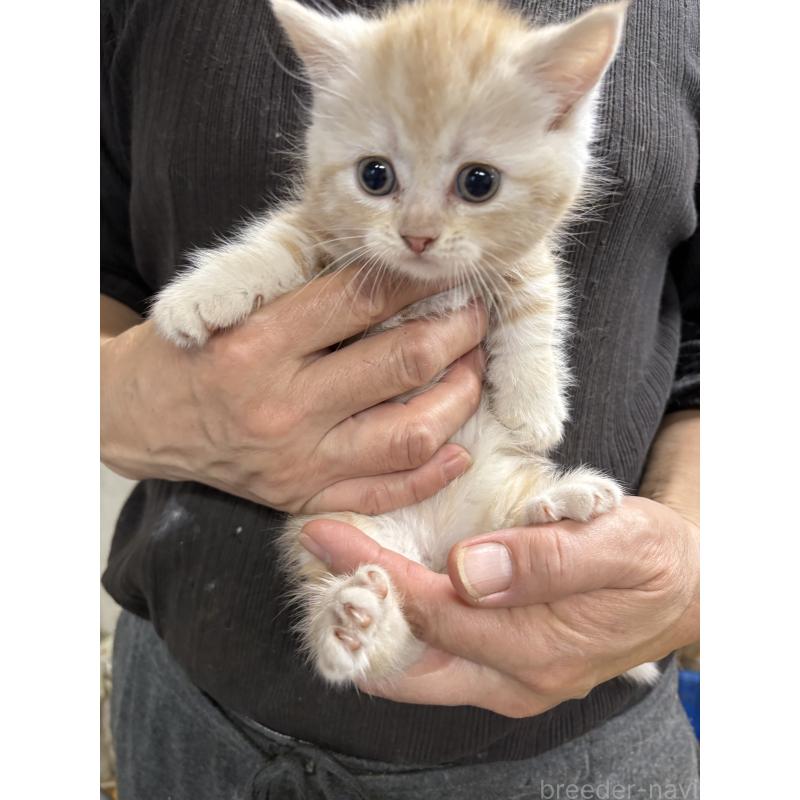 販売中の兵庫県のマンチカン(短足)-137984の3枚目