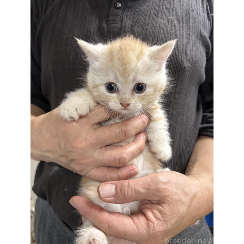 販売中の兵庫県のマンチカン(短足)-137984の2枚目