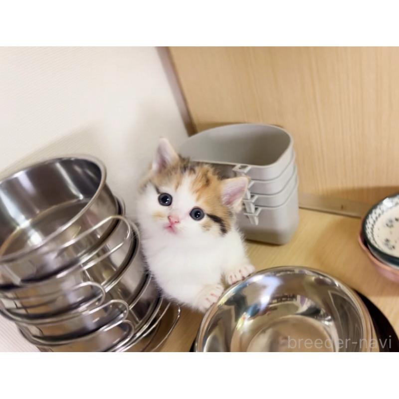 販売中の静岡県のミヌエット(短足)-137985の5枚目