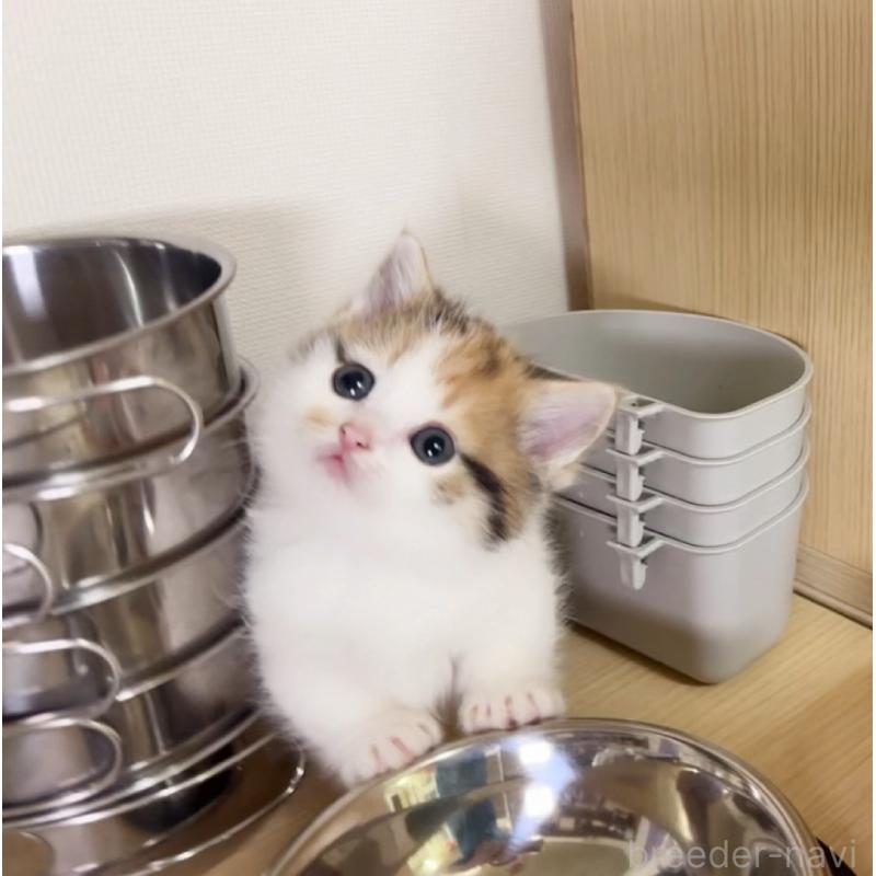 販売中の静岡県のミヌエット(短足)-137985の4枚目