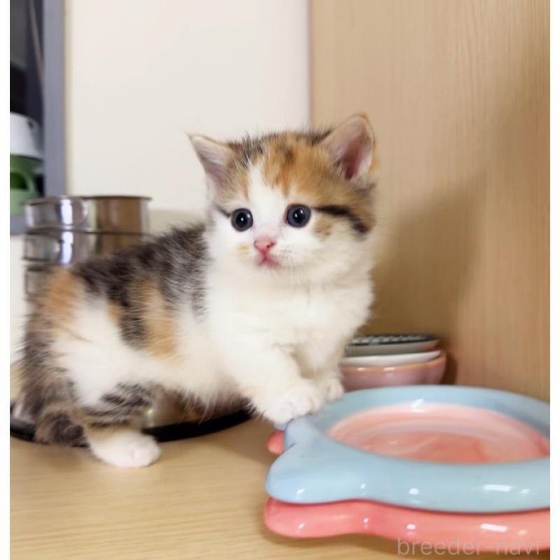 販売中の静岡県のミヌエット(短足)-137985の3枚目