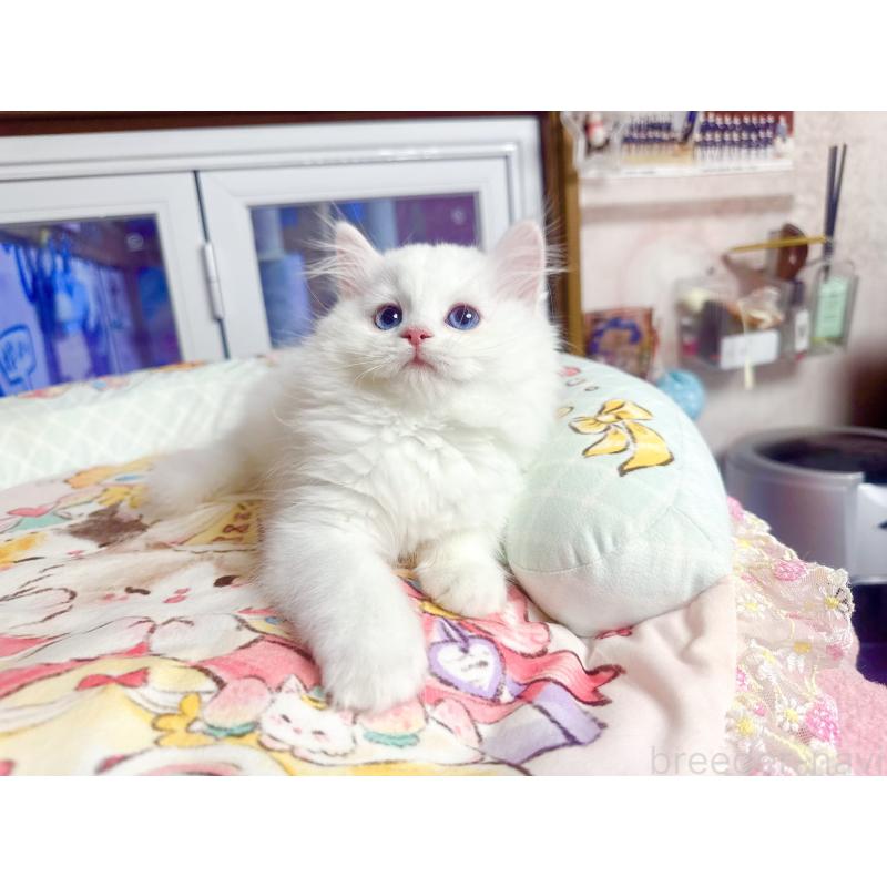 販売中の千葉県のミヌエット-135104の5枚目