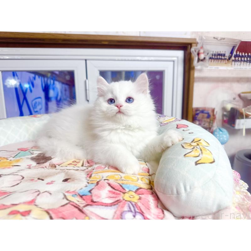 販売中の千葉県のミヌエット-135104の4枚目