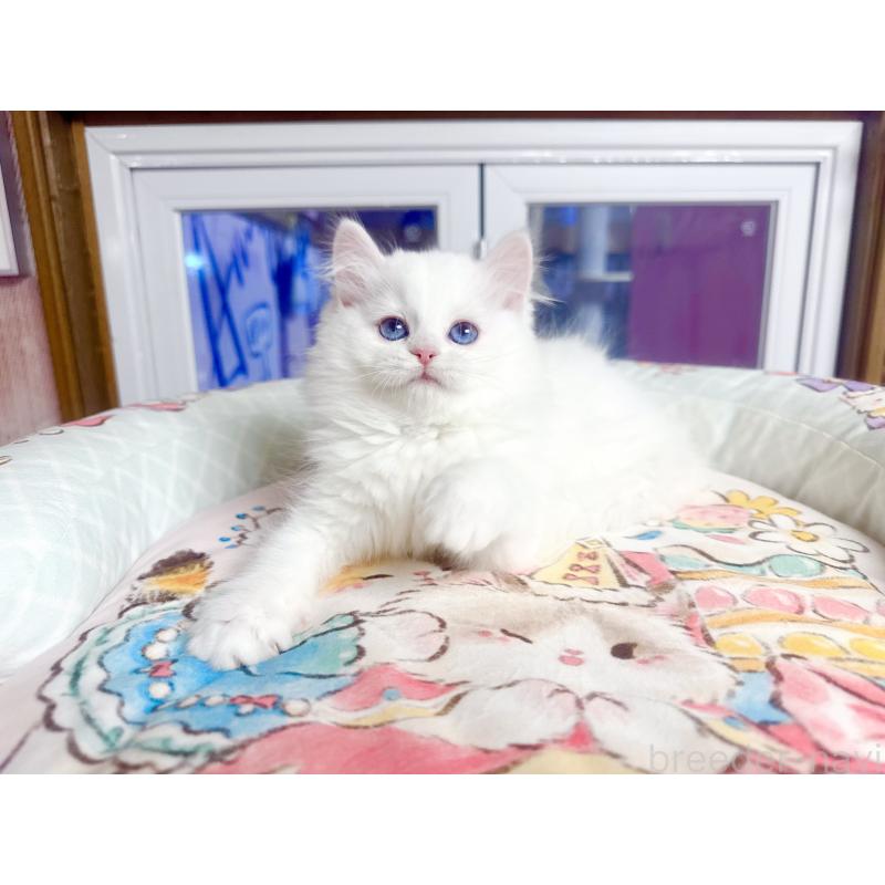 販売中の千葉県のミヌエット-135104の1枚目