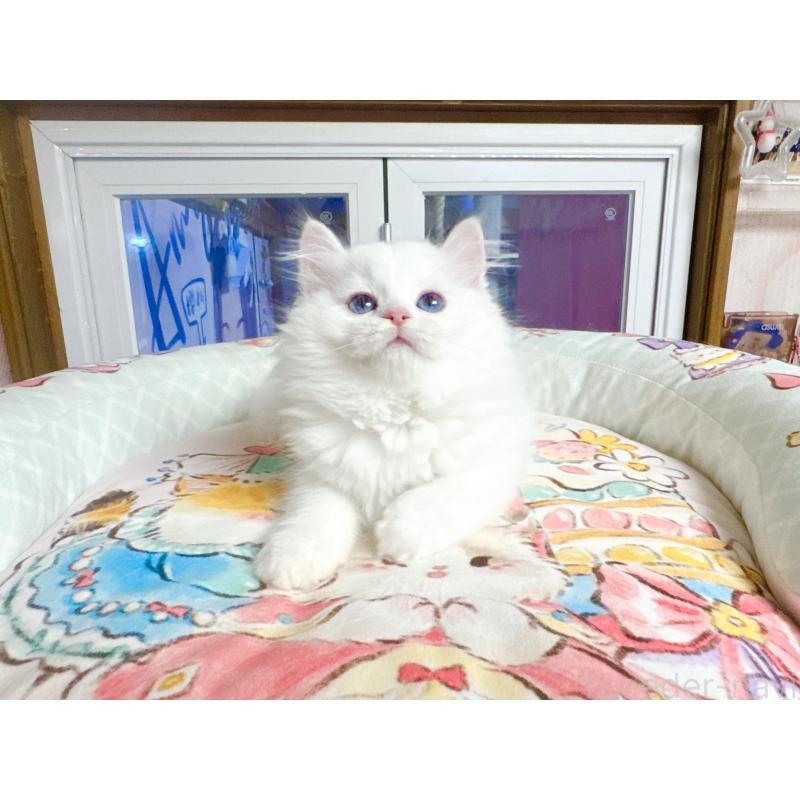 販売中の千葉県のミヌエット-135104の3枚目