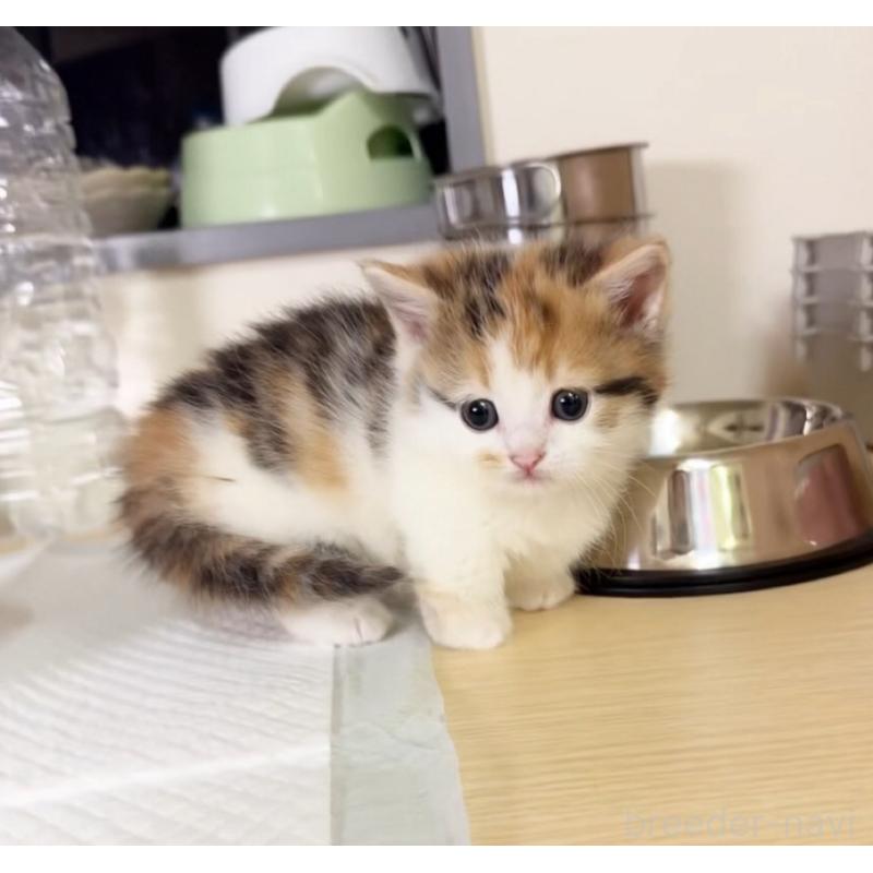 販売中の静岡県のミヌエット(短足)-137985の2枚目