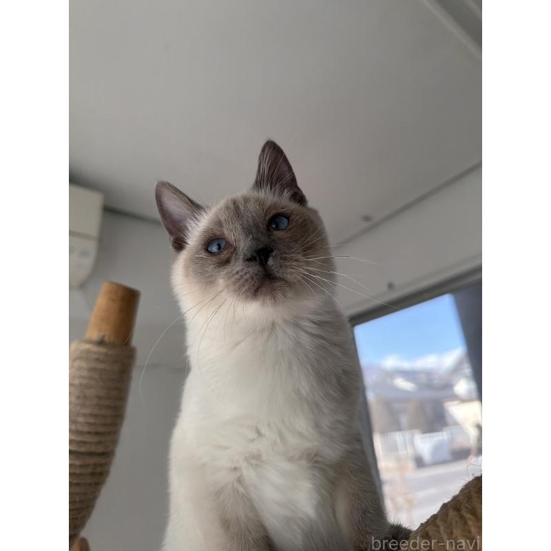 販売中の長野県のトイボブ-127916の21枚目