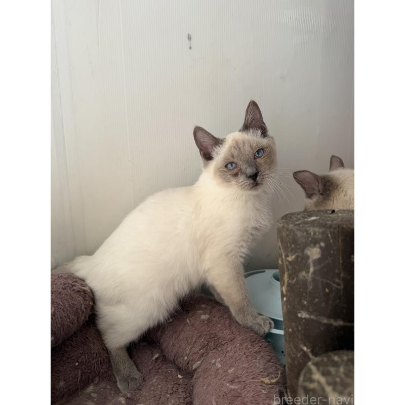 販売中の長野県のトイボブ-127916の20枚目