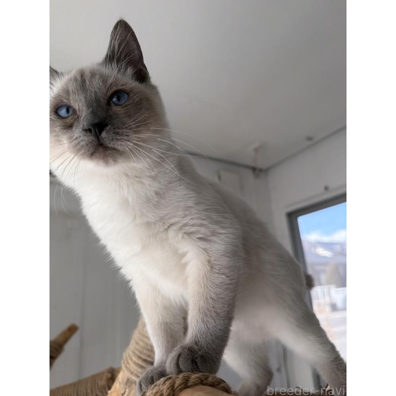 販売中の長野県のトイボブ-127916の19枚目