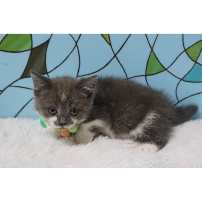 販売中の東京都のマンチカン(短足)-137880の5枚目