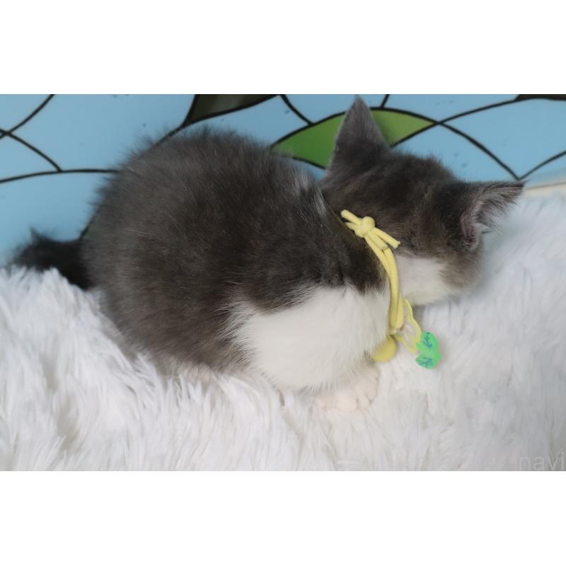 販売中の東京都のマンチカン(短足)-137880の4枚目