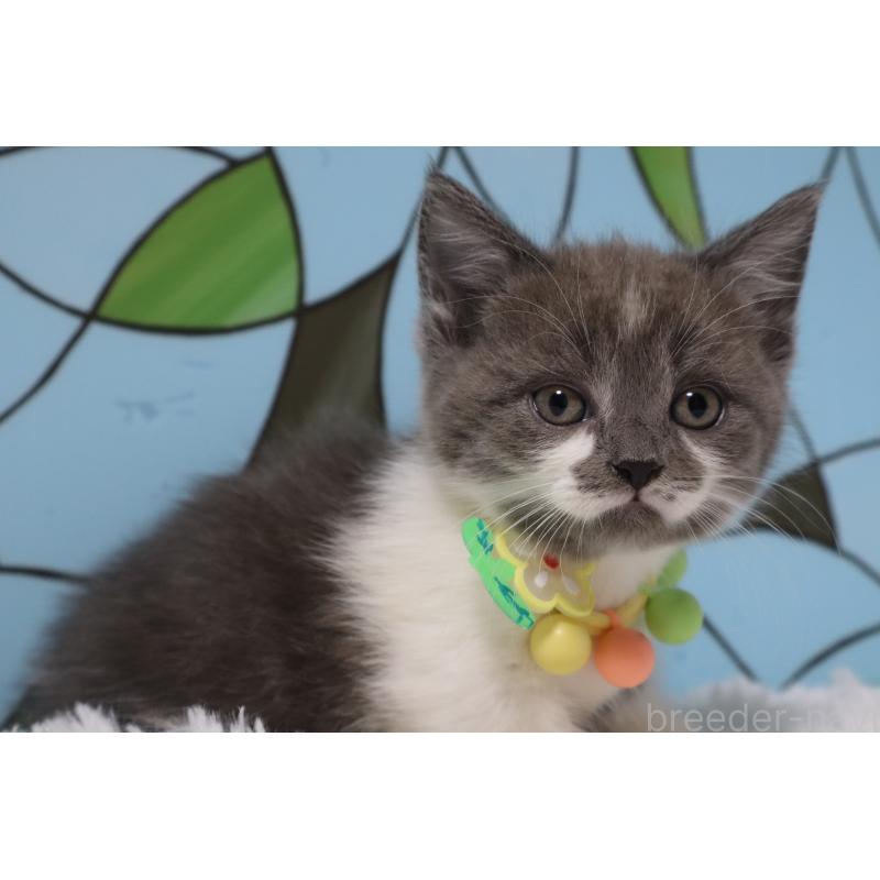 販売中の東京都のマンチカン(短足)-137880の3枚目