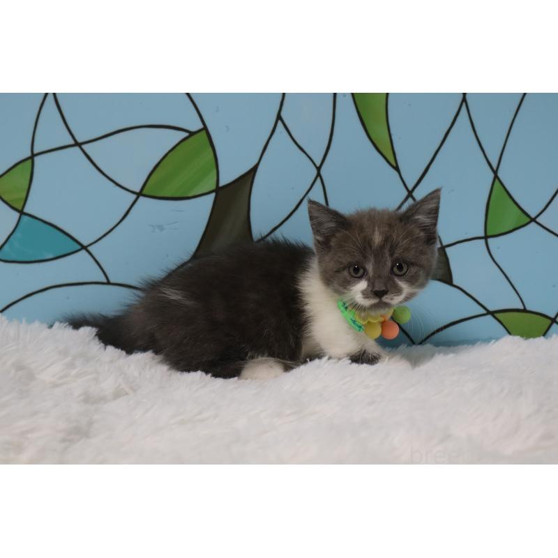 販売中の東京都のマンチカン(短足)-137880の2枚目