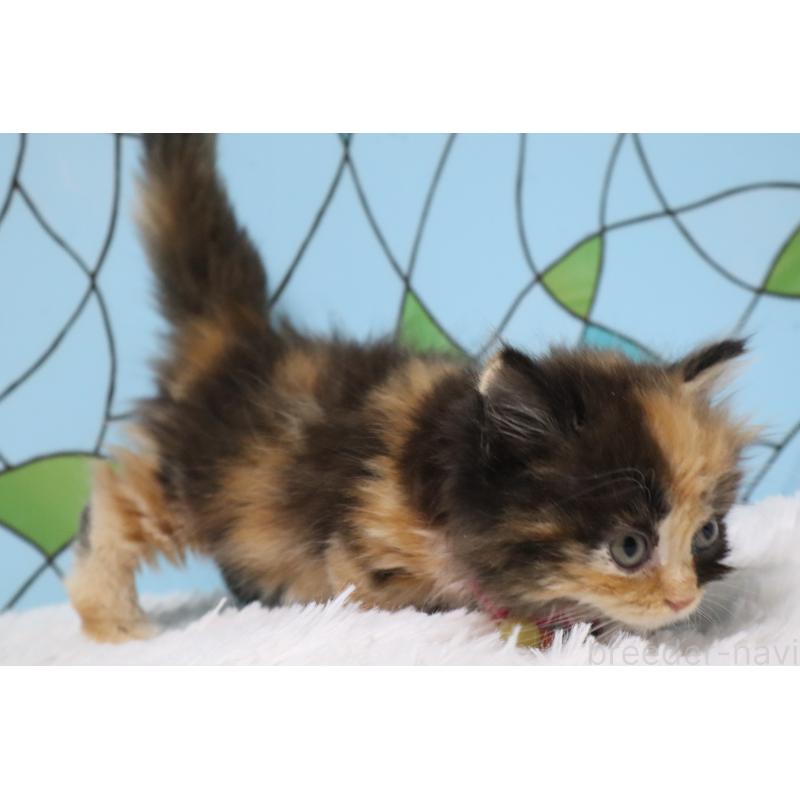 販売中の東京都のマンチカン(短足)-137881の5枚目